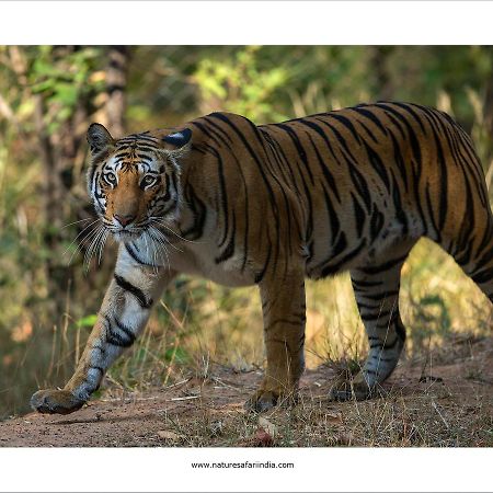 Tiger'S Den Resort Bandhavgarh National Park מראה חיצוני תמונה