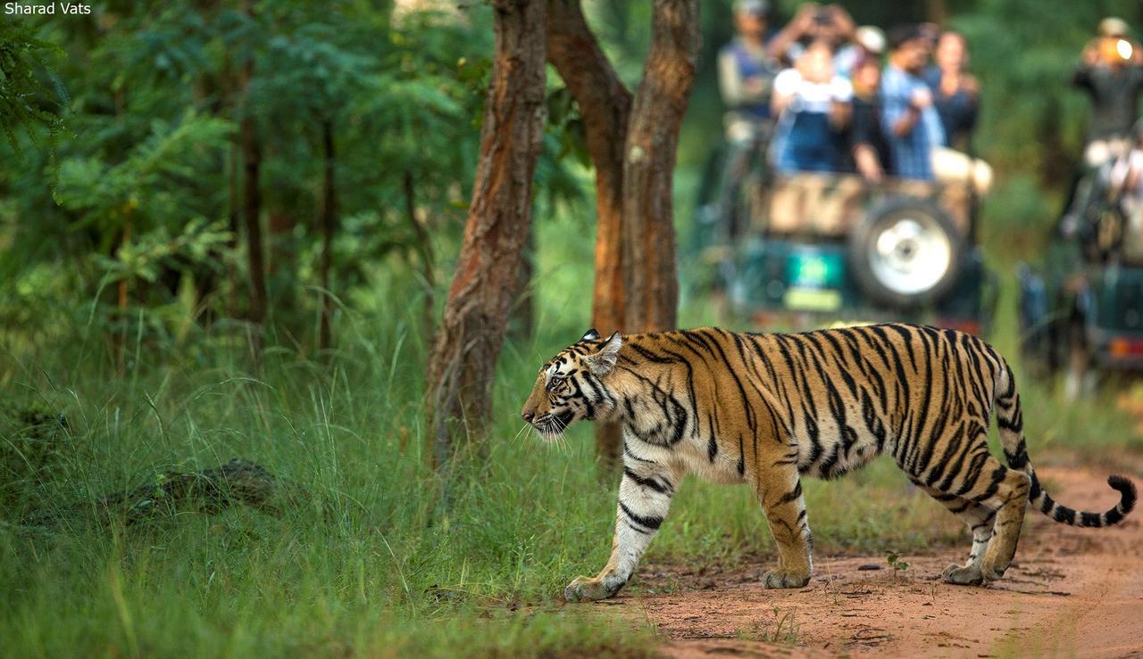 Tiger'S Den Resort Bandhavgarh National Park מראה חיצוני תמונה