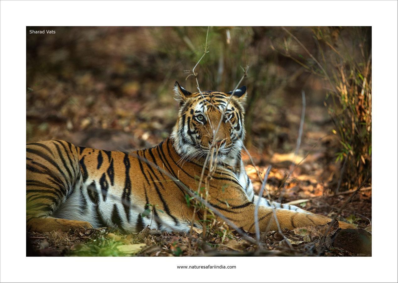Tiger'S Den Resort Bandhavgarh National Park מראה חיצוני תמונה
