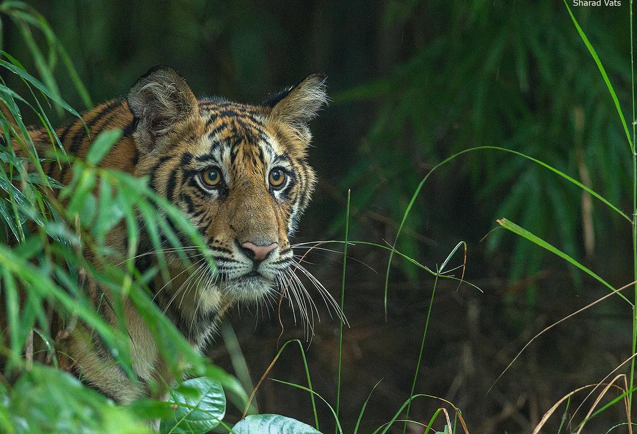 Tiger'S Den Resort Bandhavgarh National Park מראה חיצוני תמונה